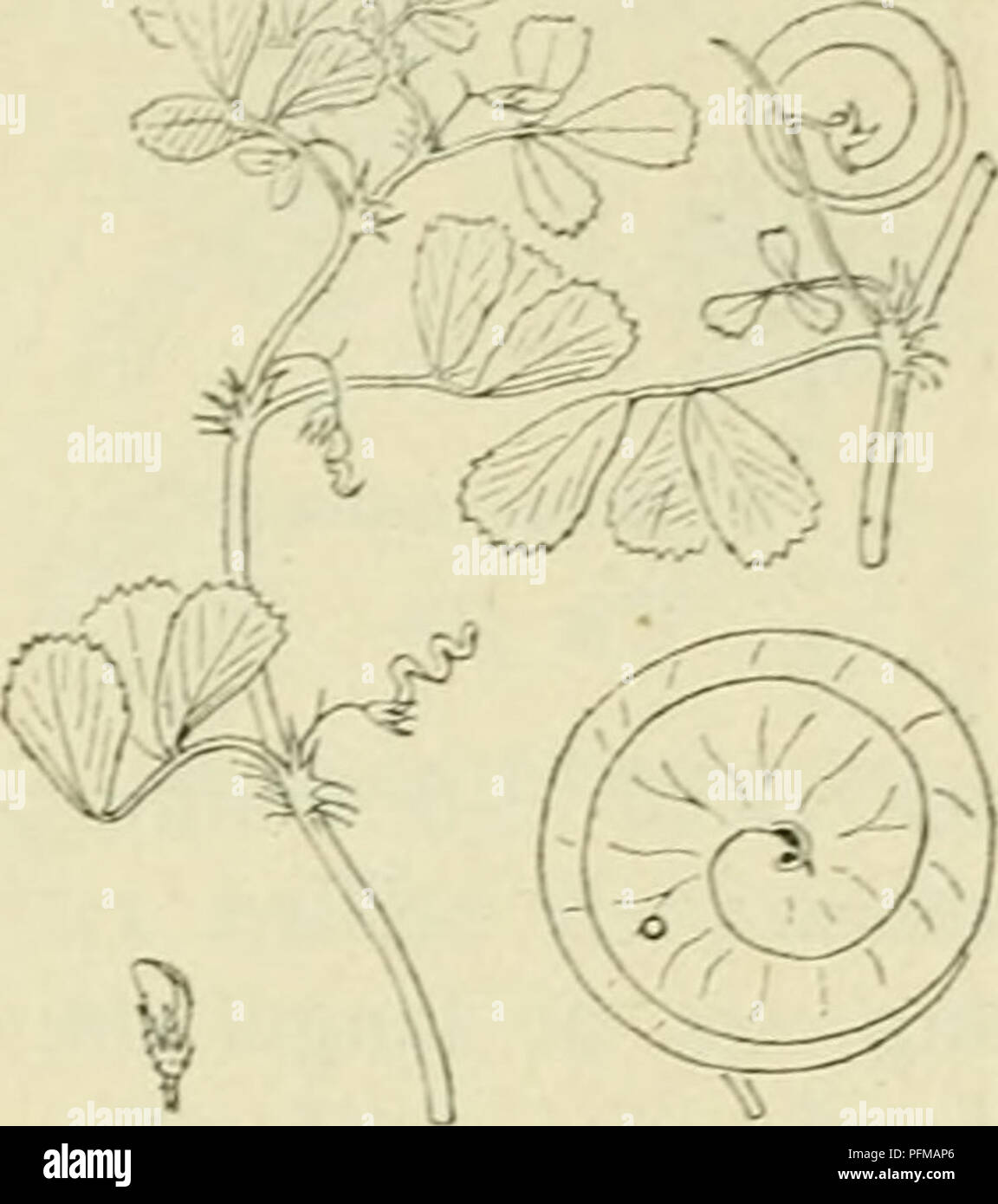 This image from 'De flora van Nederland' highlights the Papilionaceae ...