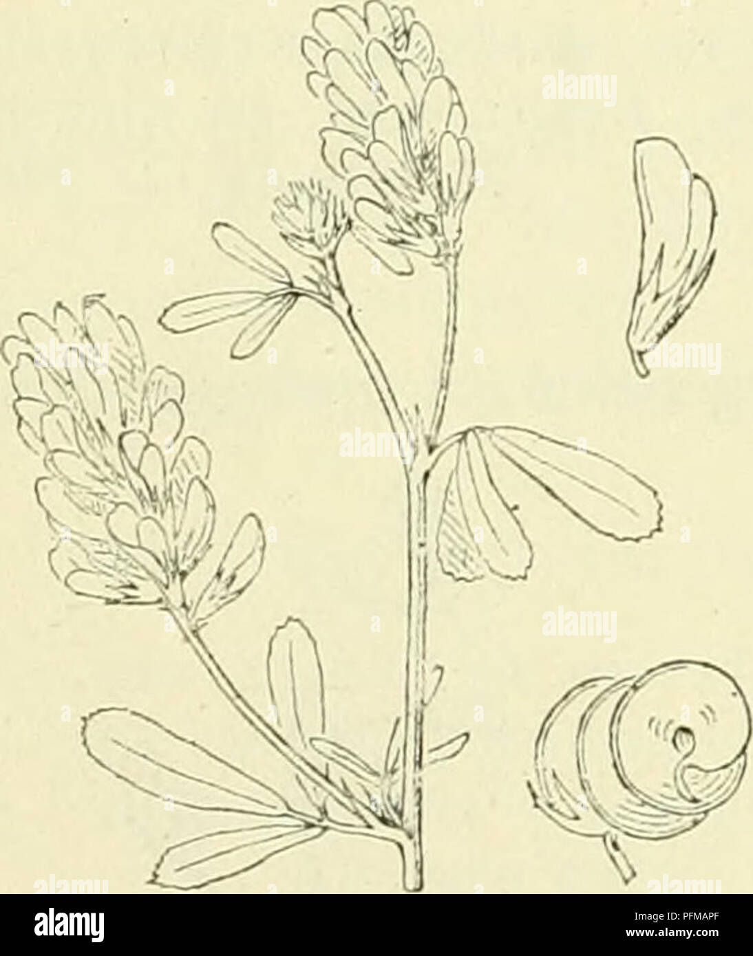 A botanical catalog of Dutch flora, specifically focusing on the ...