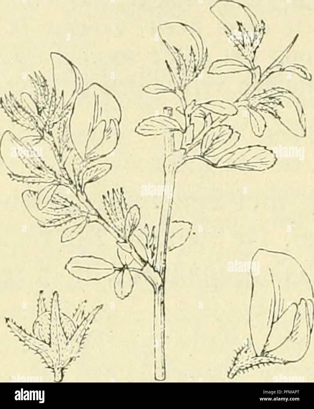 This Dutch text from 'De flora van Nederland' describes the ...