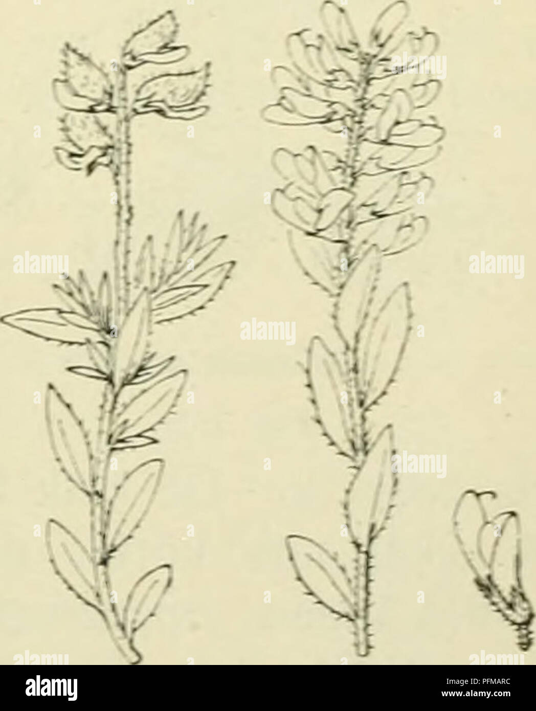 This botanical study explores the flora of the Netherlands, focusing on ...