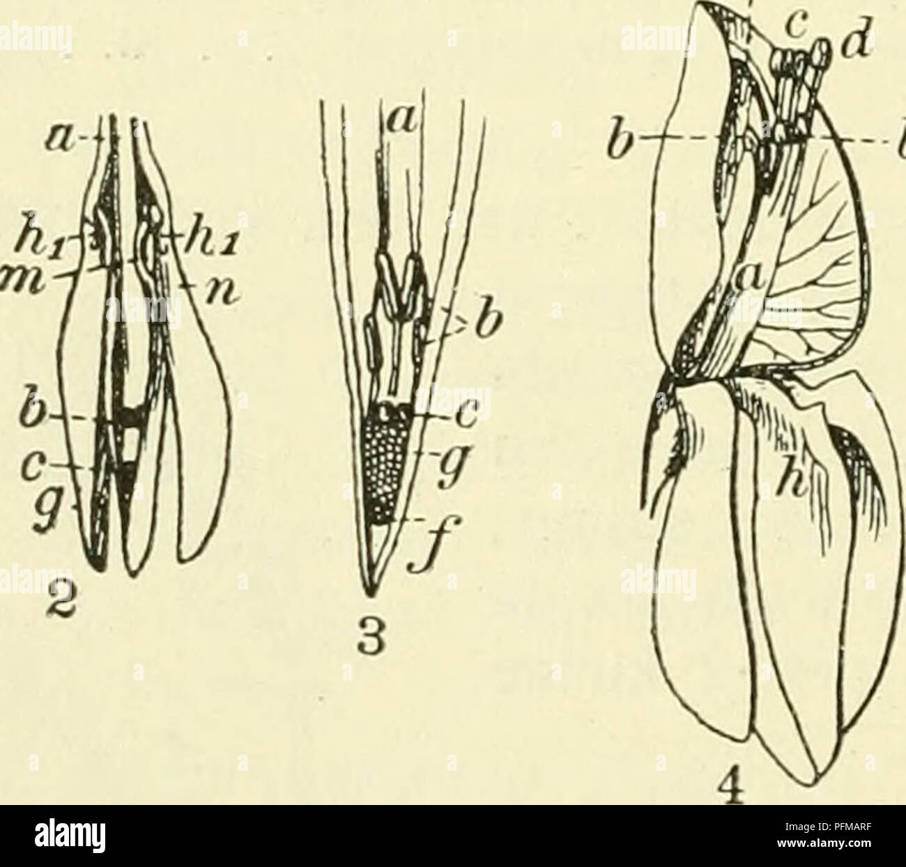 This botanical work focuses on the flora of the Netherlands ...