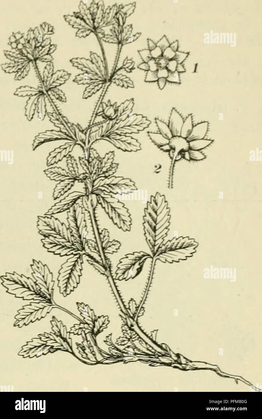 . De flora van Nederland. Plants. Potentilla recta Fig. 688. Potentilla norveg;ca Fig. 687. 1-2 bloem. P. norvègica') L. Noorschc ganzerik (fig. 687). Deze plant is afstaand ruw behaard. De stengel is rechtopstaand RaffcIvormlK vertakt, rijkbloemiR. De bladen zijn 3-tallif;. De blaadjes der onderste (zelden fjevind &quot;i-T-talliRe) bladen zijn wijjvormiii-omgekeerd eirond, zittend, die der bovenste lancetvormig, alle zijn grof gezaagd. De steiinbladen zijn groot, langgespitst, ongedeeld. De bloemstelen zijn na den bloei rechtop-of af- staand en overigens als bij P. supina. De vrucht is kaal, Stock Photo