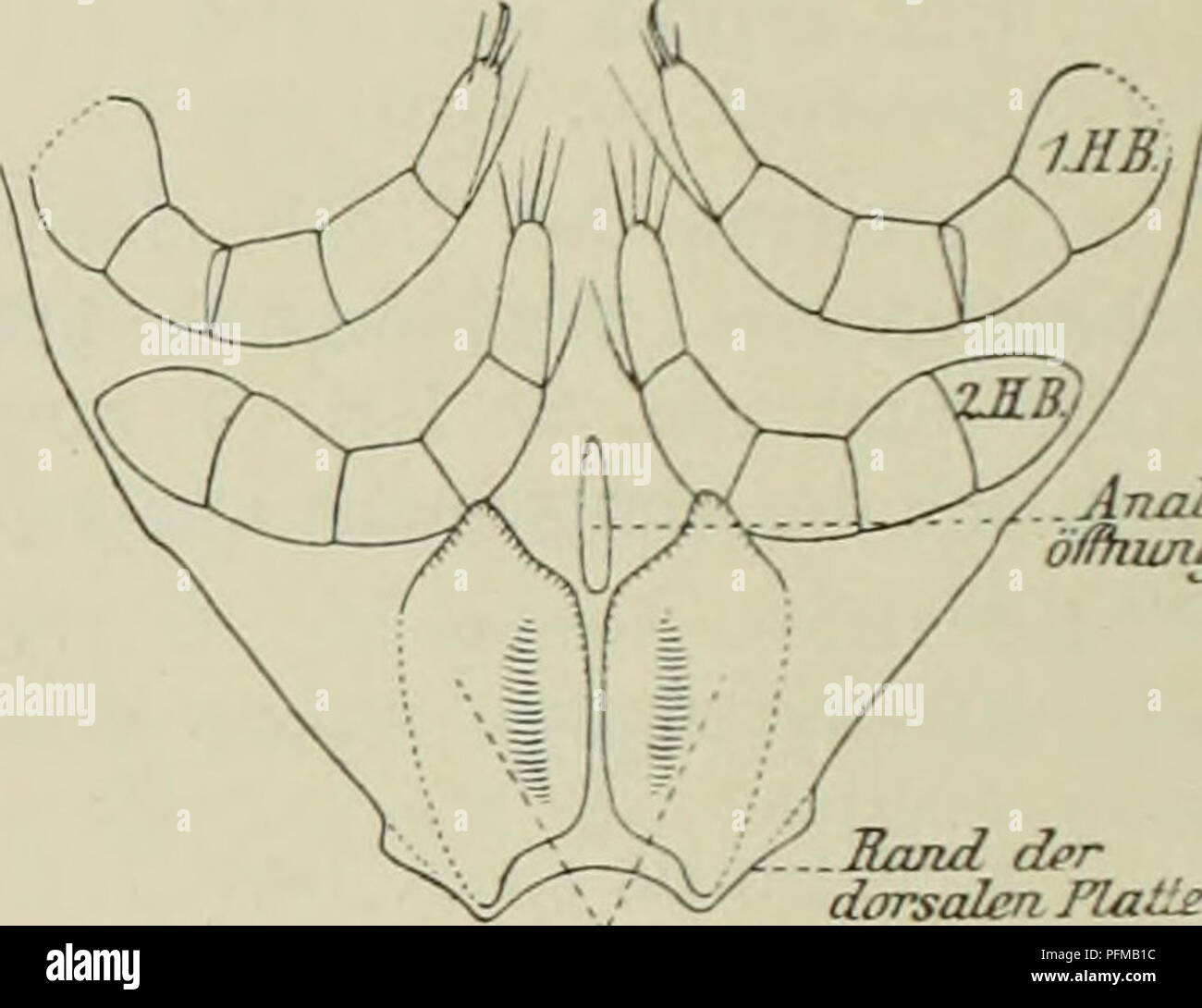 . Demodicidae und Sarcoptidae. Demodicidae; Sarcoptidae. 150 I