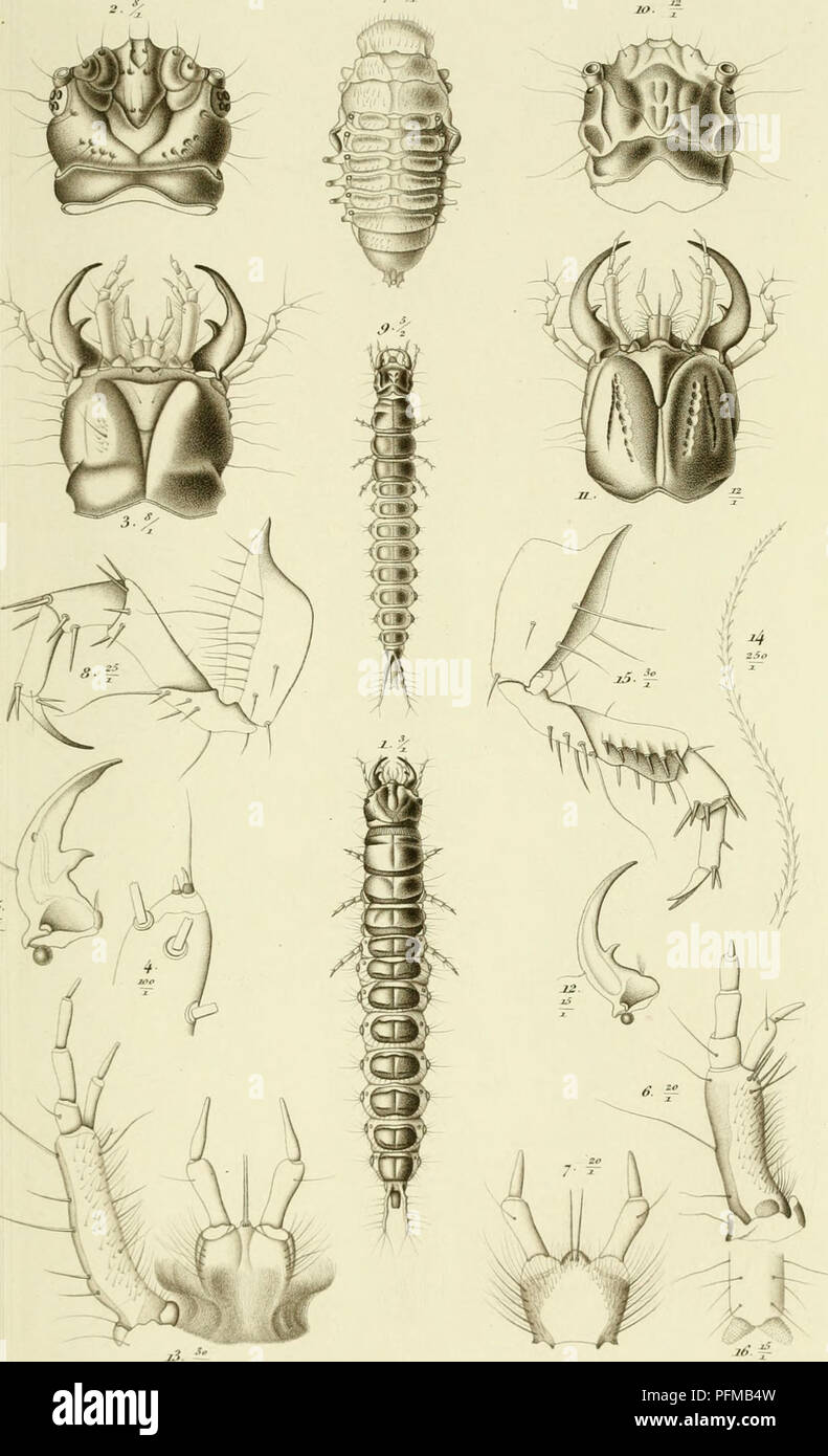 Larvae at various stages of development hi-res stock photography and ...