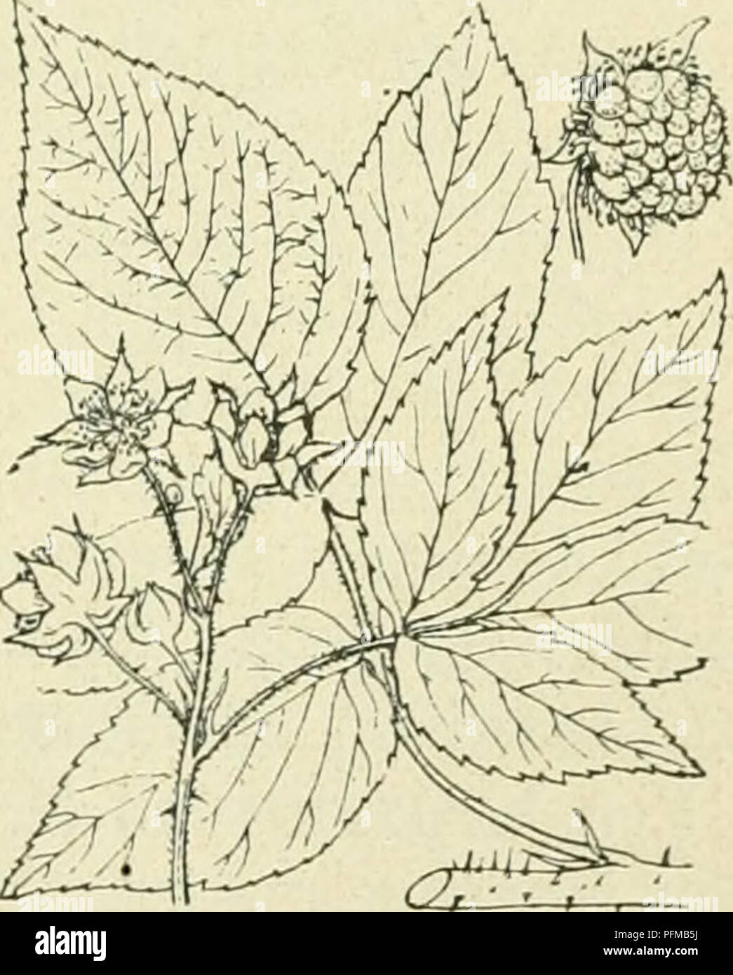 . De flora van Nederland. Plants. Rubus odoratus Fig. 648. De pluimen zijn armbloemi.c;. De bloemen hebben een groote (tot 0,05 breede), roode^ welriekende bloemicroon. De vrucht is rood, doch wordt zelden bij ons rijp. i^ 1-1,6 M. Mei—Augustus. Voorkomen. Deze heester is afkomstig uit Noord-Amerika en komt bij ons als sierstruik voor, doch is waarschijnlijk in een tuin te Vorden verwilderd gevonden. R. Idaéus') L. Framboos (fig. 649). Deze plant heeft 1-1'/^ M lange loten, die recht- opstaan, doch boven overhangen. Zij zijn rond, berijpt, meest met tal van zachte, zwartroodc borstels bezet. D Stock Photo