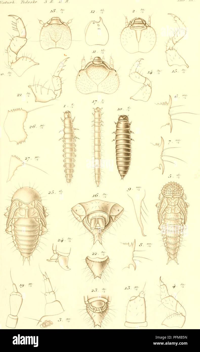 . De metamorphosi eleutheratorum observationes : bidrag til insekternes udviklingshistorie. Beetles. â /â â/&gt; /.f. Please note that these images are extracted from scanned page images that may have been digitally enhanced for readability - coloration and appearance of these illustrations may not perfectly resemble the original work.. SchiÃ¸dte, J. C, (JÃ¸rgen Matthias Christian. 1815-1884. KjÃ¸benhavn : Thieles Bogtrykkeri Stock Photo