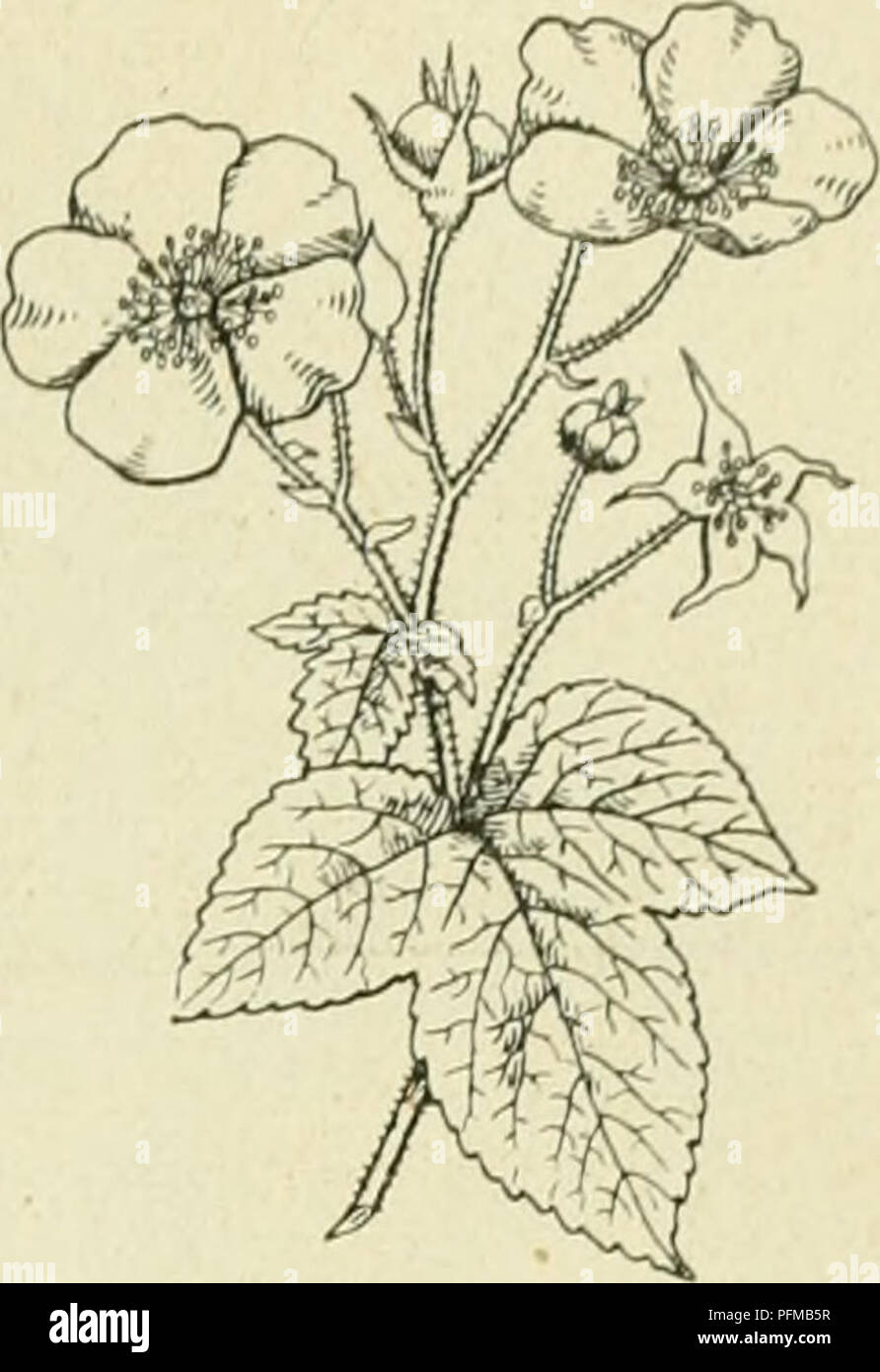 . De flora van Nederland. Plants. FAMILIE 77. — ROSACEAE. — 543. Rubus odoratus Fig. 648. De pluimen zijn armbloemi.c;. De bloemen hebben een groote (tot 0,05 breede), roode^ welriekende bloemicroon. De vrucht is rood, doch wordt zelden bij ons rijp. i^ 1-1,6 M. Mei—Augustus. Voorkomen. Deze heester is afkomstig uit Noord-Amerika en komt bij ons als sierstruik voor, doch is waarschijnlijk in een tuin te Vorden verwilderd gevonden. R. Idaéus') L. Framboos (fig. 649). Deze plant heeft 1-1'/^ M lange loten, die recht- opstaan, doch boven overhangen. Zij zijn rond, berijpt, meest met tal van zacht Stock Photo