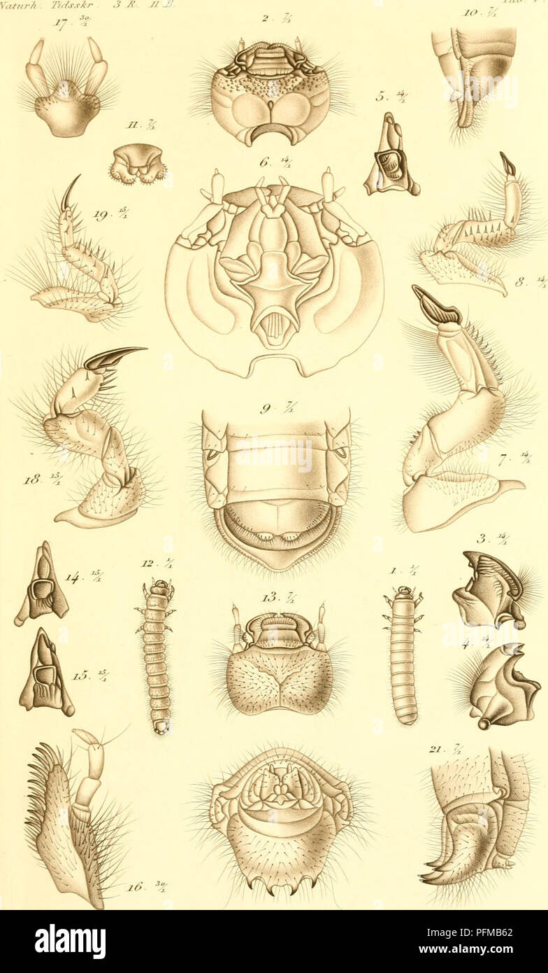 Our understanding of insect morphology hi-res stock photography and ...