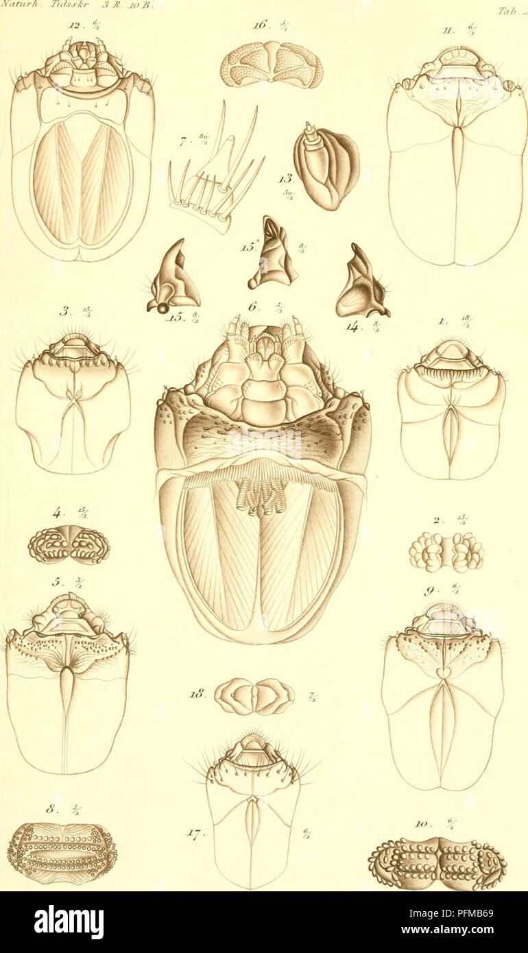 . De metamorphosi eleutheratorum observationes : bidrag til insekternes udviklingshistorie. Beetles. . Please note that these images are extracted from scanned page images that may have been digitally enhanced for readability - coloration and appearance of these illustrations may not perfectly resemble the original work.. Schiødte, J. C, (Jørgen Matthias Christian. 1815-1884. Kjøbenhavn : Thieles Bogtrykkeri Stock Photo