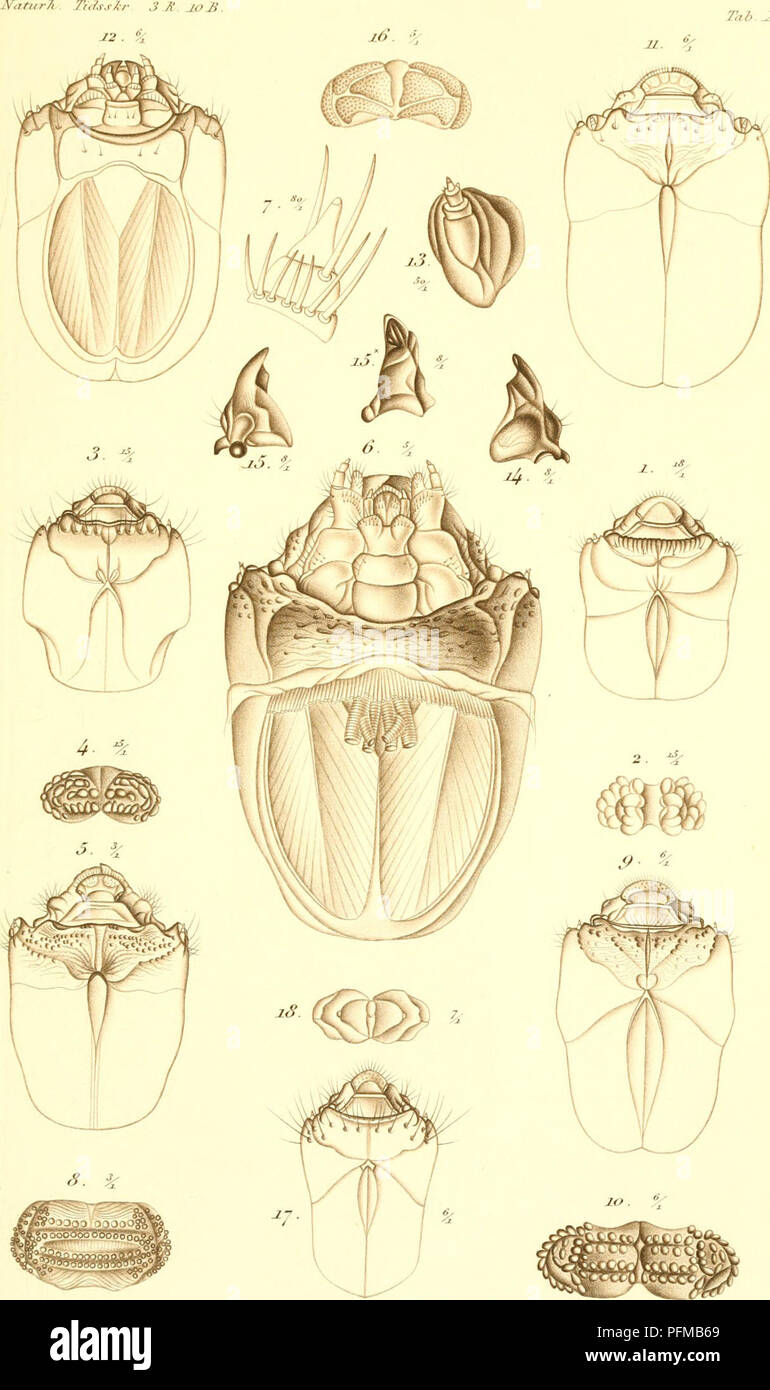 This work contributes to the study of insect development, specifically ...