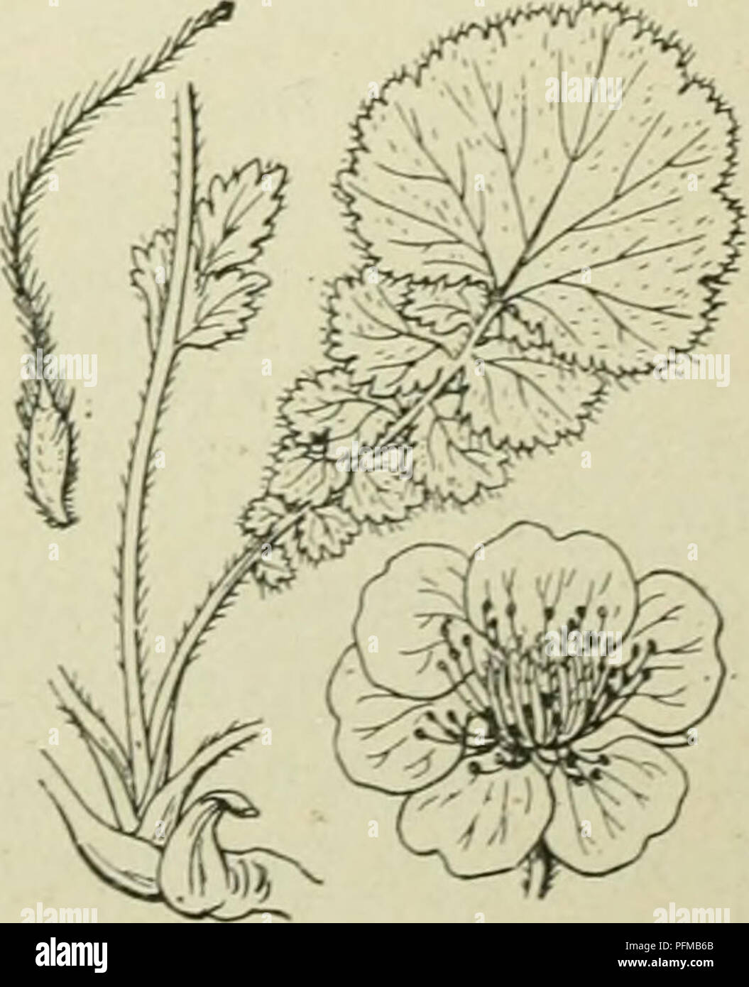 . De flora van Nederland. Plants. Geum intermedium Fig. 644.. 1) intermedium = middelste. -) montanum = berg. Geum montanum Fig. 645. 34*. Please note that these images are extracted from scanned page images that may have been digitally enhanced for readability - coloration and appearance of these illustrations may not perfectly resemble the original work.. Heukels, Hendrik, 1854-1936. Leiden : N. v. boekhandel en drukkerij voorheen D. J. Brill Stock Photo