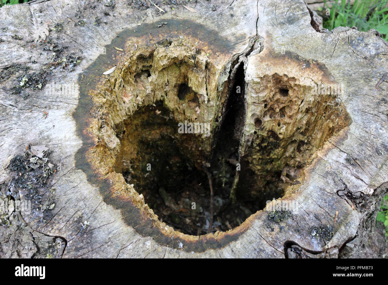 Bamboo Small Stump Rotten Rotten Tree Stump High Resolution Stock Photography and Images - Alamy