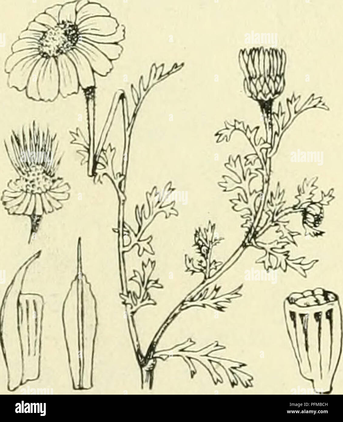 . De flora van Nederland. Plants. Anthemis austriaca /&gt;. TriumfÃ©tti Fig. 472. Voorkomen in Europa en in Nederland. De plant be- hoort in Zuid-Oost-Europa thuis en is bij ons op een paar plaatsen (Overveen, Middenduin, Arnhem) aangevoerd. De var. is op het Pothoofd bij Deventer gevonden. A. arvensis â ) L Wilde Deze plant heeft een. kamille (fig. 473). van beneden af vertakten stengel met opstijgende takken en is min of meer behaard. De bladen zijn dubbel vindeelig met lancet-of lijnvormige, gaafrandige of van eenige tanden voorziene slip- pen en zijn iets behaard. De hoofdjes zijn vrij lan Stock Photo