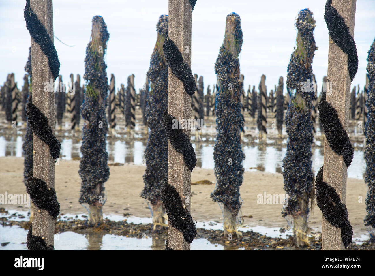 Bouchot mussels hi-res stock photography and images - Alamy