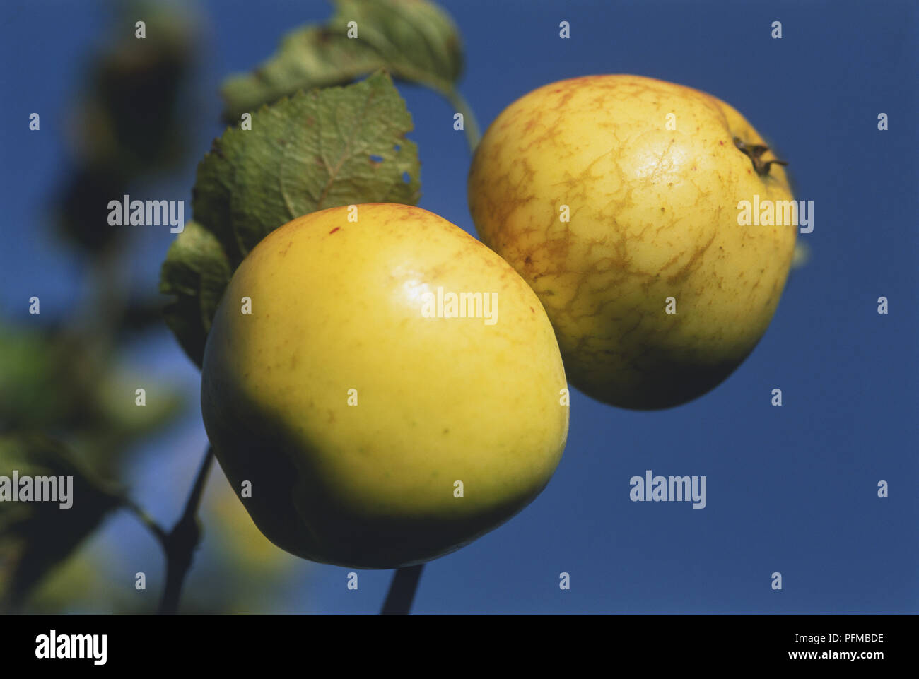 Malus domestica, two golden 'Orleans Reinette' Apples growing on tree against blue sky, close up Stock Photo