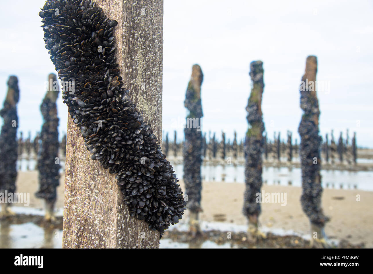 Mussel growing area hi-res stock photography and images - Alamy