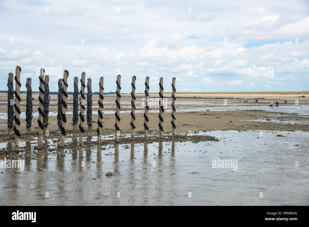 growing mussels in the sea on rope and poles at France coast in ...