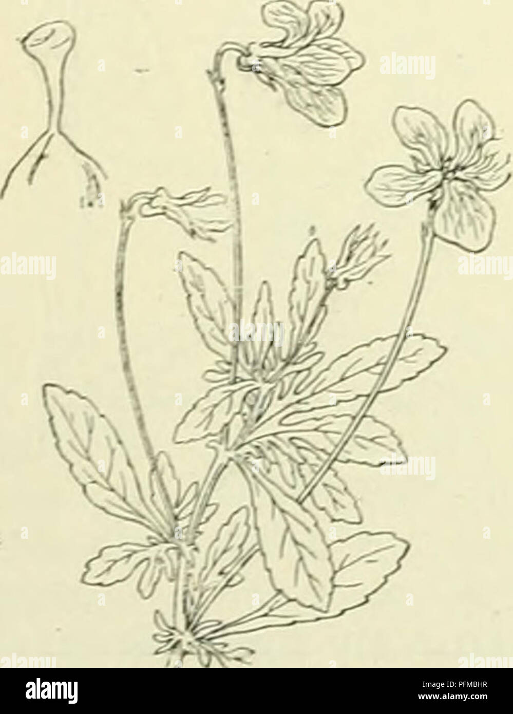 . De flora van Nederland. Plants. Viola tricolor Fig. 394. 1) lutea = geel. grond groeiend. -) multicaulis = veelstengelig. 1) tricolor = driekleurig. â 'â ) caiaminare = op galmei-. Please note that these images are extracted from scanned page images that may have been digitally enhanced for readability - coloration and appearance of these illustrations may not perfectly resemble the original work.. Heukels, Hendrik, 1854-1936. Leiden : N. v. boekhandel en drukkerij voorheen D. J. Brill Stock Photo