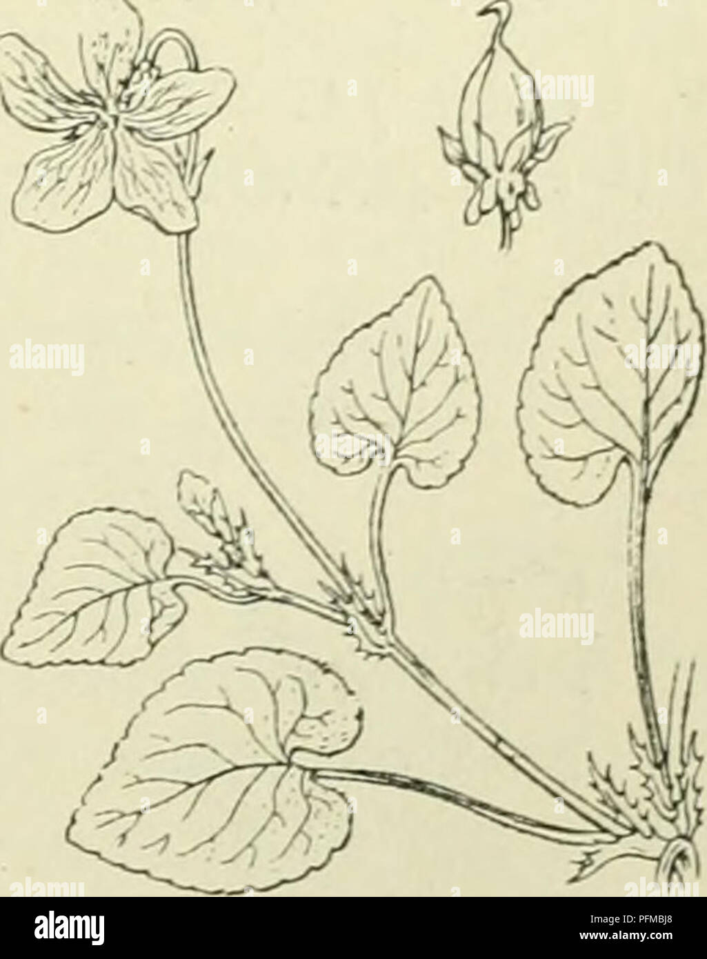 . De flora van Nederland. Plants. Viola persicifÃ³lia. p. pumila. Fig. 391. V. silvatica *) Fr. B 0 s c h v i o O 11 j e (fig. 392). Deze plant is gemakkelijk van V. canina te onderscheiden door de toegespitste bladen en een aantal boogvormig opstijgende stengels, die evenals de geheele plant onbehaard, groen, soms violet aangeloopen zijn. De bladen zijn hartvormig-eirond, toegespitst, de onderste zijn vaak stomp en niervormig, gekarteld. De bladstelen zijn niet gevleugeld. De steunbladen zijn vrij klein, lancet- of lijn-lancetvormig, meest franjeachtig gezaagd, steeds veel korter dan de blads Stock Photo