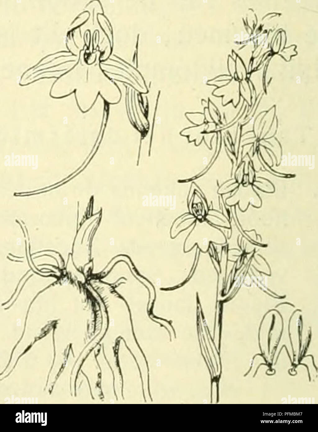 . De flora van Nederland. Plants. Gymnadenia conopea Fig. 537. Gymnadenia conopea Fig. 538. 1 Blnem van onderen gezien p,p s,s bloemdekbladen , ov vruchtbeginsei, sp spoor. 2 Bevruchtingsorganen , van voren gezien, aa helmknop, a'a rudimentaire meeldraad, st stempelvlakten , kl hecht- kliertjes, n toegang tot de spoor. 1) conopea = steekmugachtig.. Please note that these images are extracted from scanned page images that may have been digitally enhanced for readability - coloration and appearance of these illustrations may not perfectly resemble the original work.. Heukels, Hendrik, 1854-1936. Stock Photo
