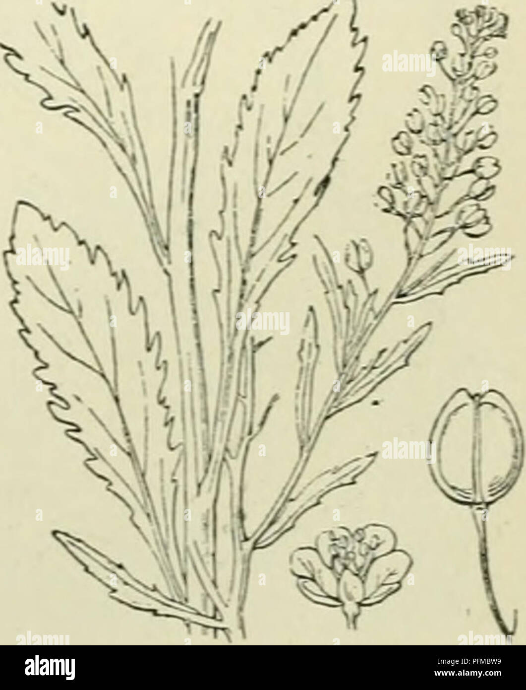 . De flora van Nederland. Plants. Lepidium latifolium Fig. 365.. Lepidium virginicum Fiff. 366. ') graminifólium = grasbladig. Heukels , Flora. •') latifolium = breedbladig. ') virginicum = Virginisch. 20. Please note that these images are extracted from scanned page images that may have been digitally enhanced for readability - coloration and appearance of these illustrations may not perfectly resemble the original work.. Heukels, Hendrik, 1854-1936. Leiden : N. v. boekhandel en drukkerij voorheen D. J. Brill Stock Photo