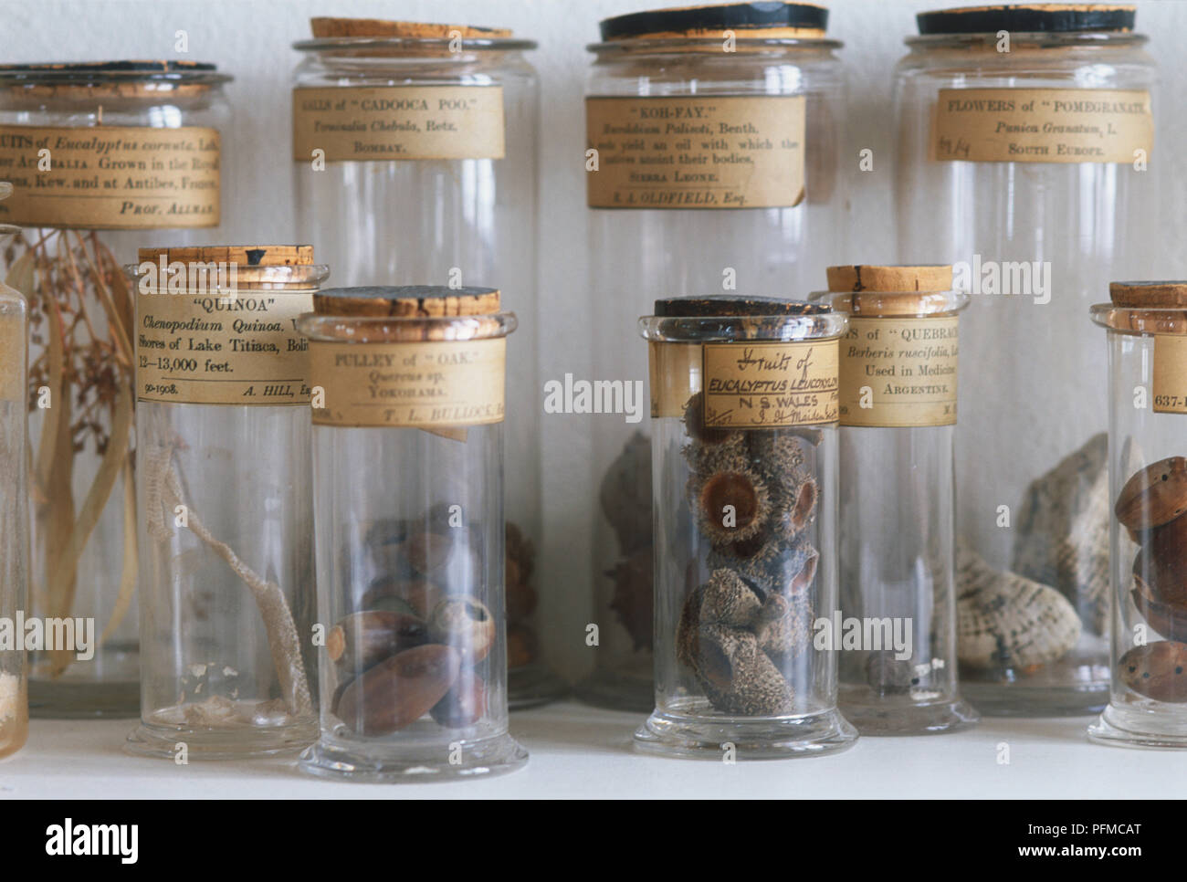 Old botanical specimen jars filled with nature finds, front view Stock Photo