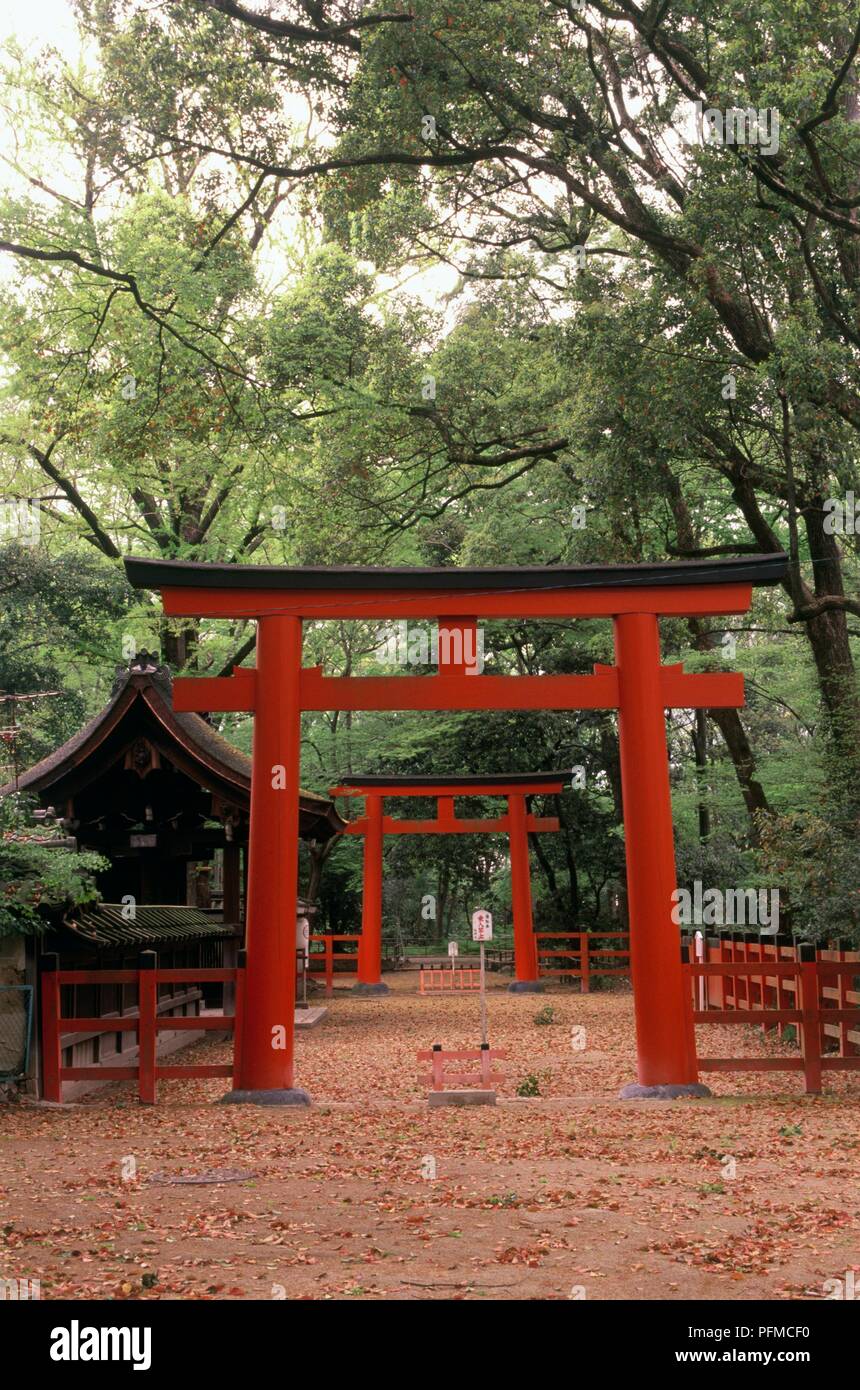 Japan, Kyoto City, torii gates at Shimogamo, one of the Kamo shrines ...