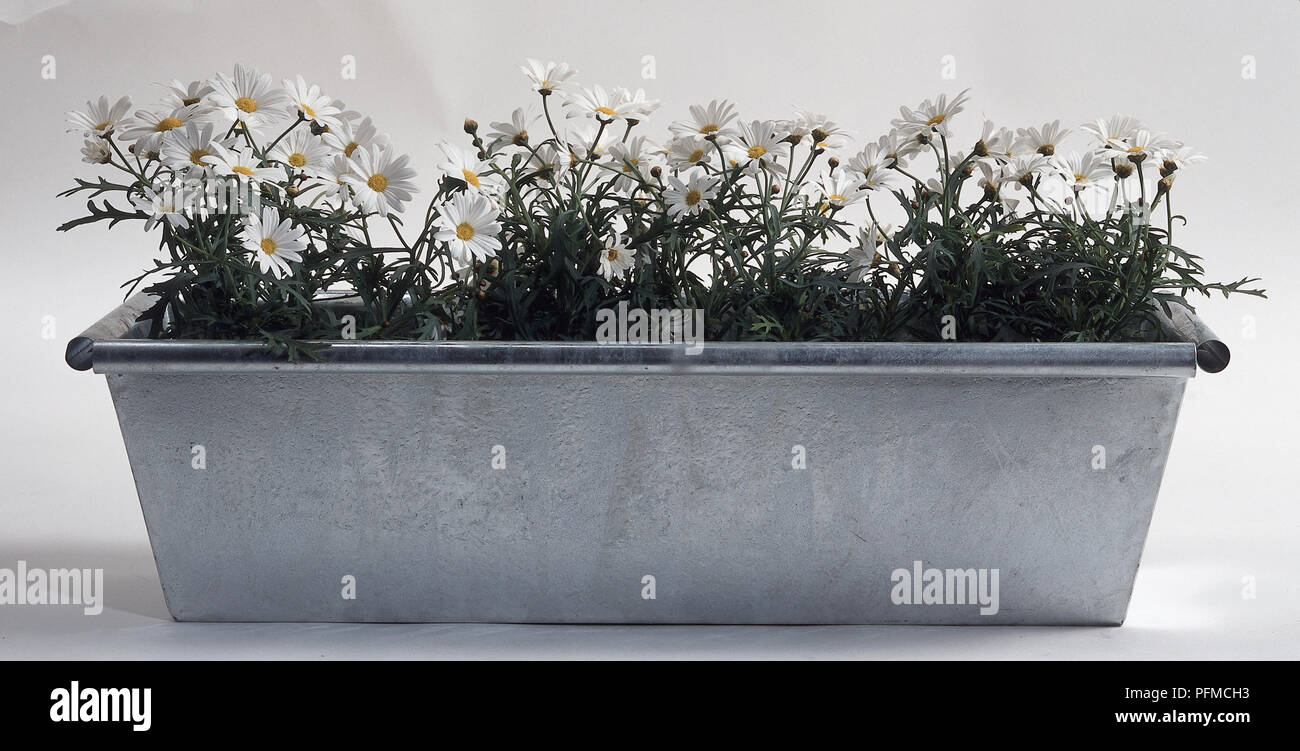 Daisies planted in a galvanized steel window box Stock Photo Alamy