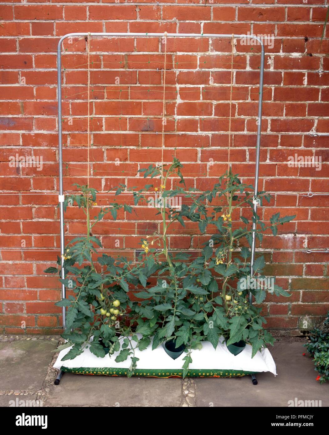 Tomato plants supported by string attached to a metal frame, grown from