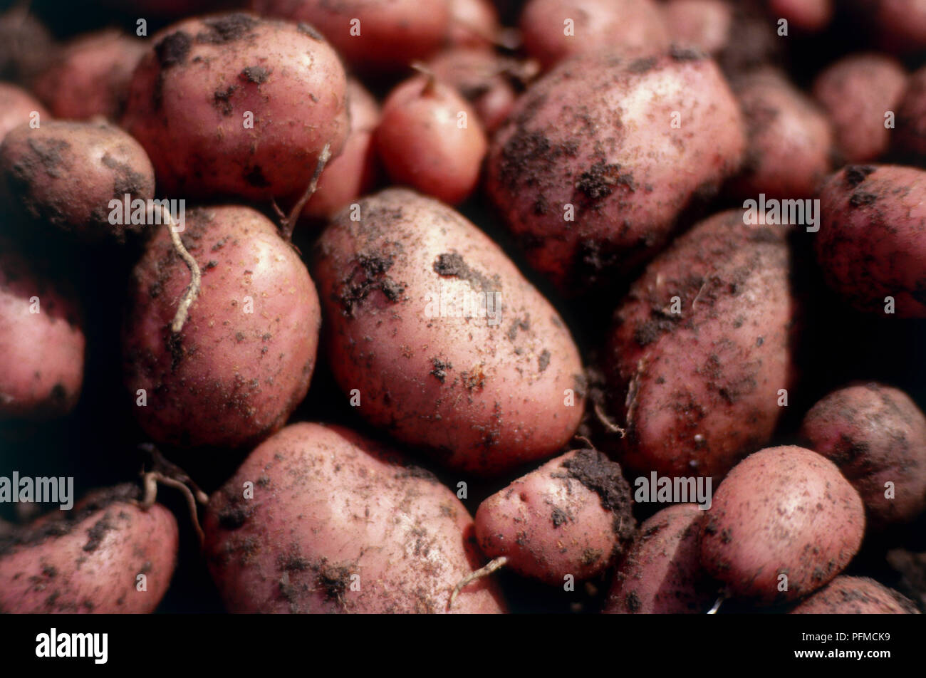 Freshly harvested organic red potatoes with soil on the skins, close-up Stock Photo