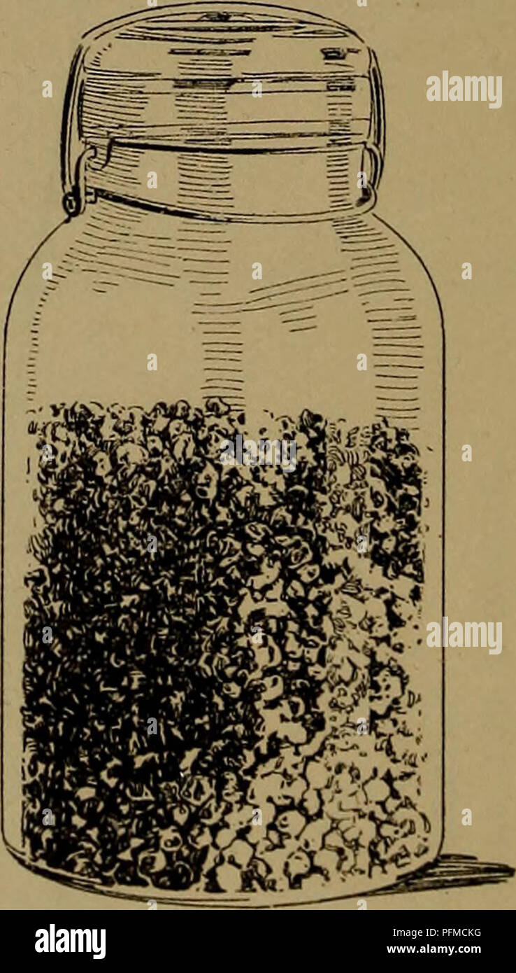 . Dehydration; the new and superior method of preserving foods, fruits, vegetables, meats and fish. Drying apparatus; Fruit. Thirty-Eight Stalk Bunch of Asparagus Before and After Dehydration. One Bushel of Dehydrated Peas Stored in a Two-Quart Jar If canned would take 28 pint jars 4]. Please note that these images are extracted from scanned page images that may have been digitally enhanced for readability - coloration and appearance of these illustrations may not perfectly resemble the original work.. Andrea, A. Louis, Mrs. [from old catalog]. [New York city] Domestic dehydrator corp. Stock Photo