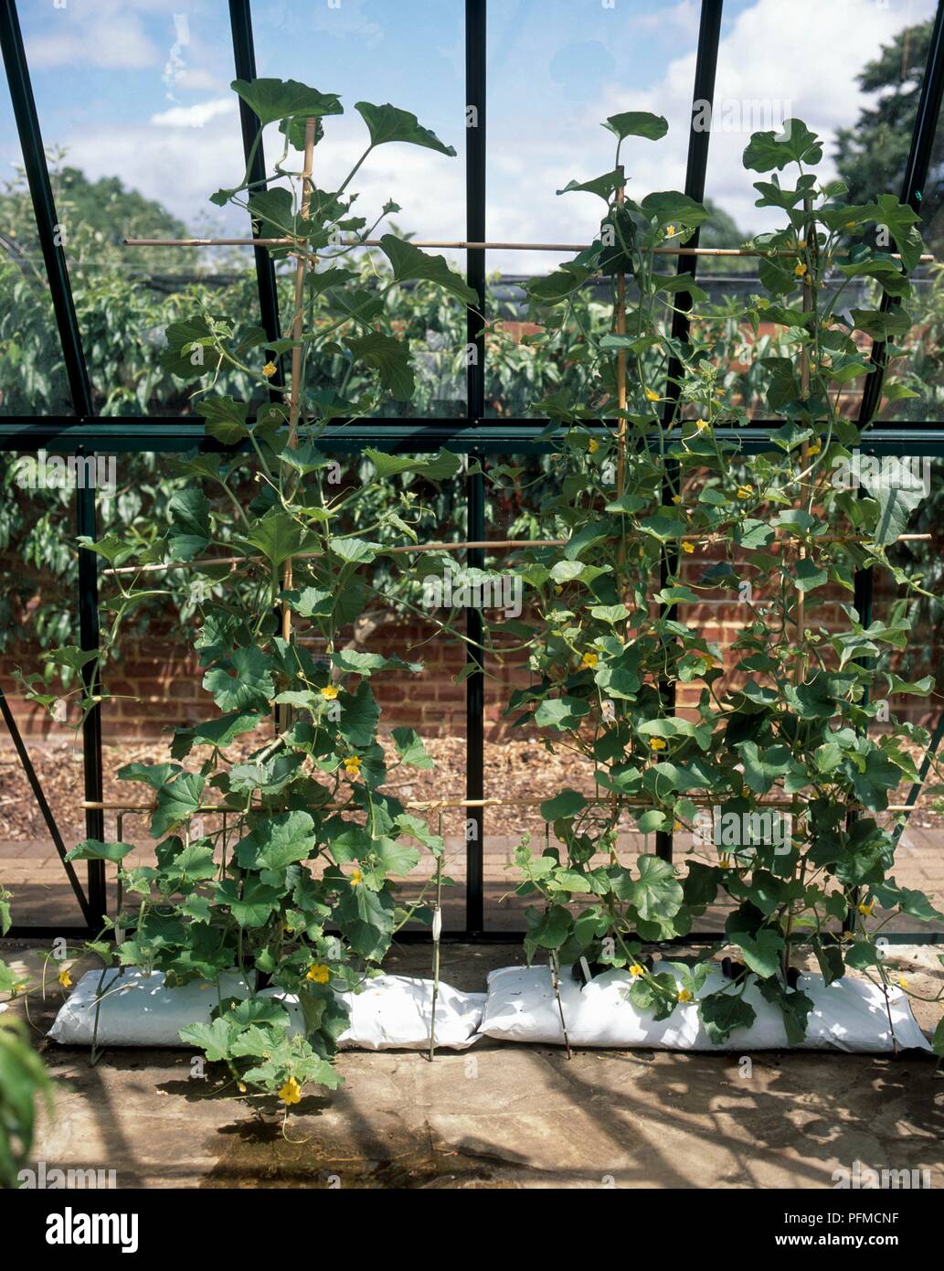 Cucumis melo 'First Break' and Cucumis melo 'Minnesota Midget' (Melons) in growing bags in a greenhouse Stock Photo