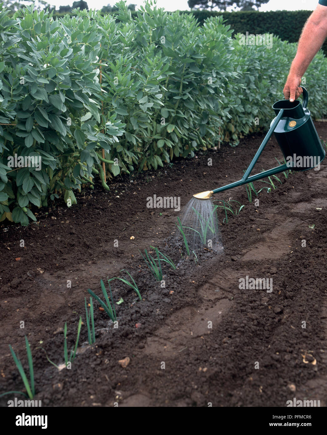 Watering leek seedlings with watering can, closeup Stock Photo Alamy