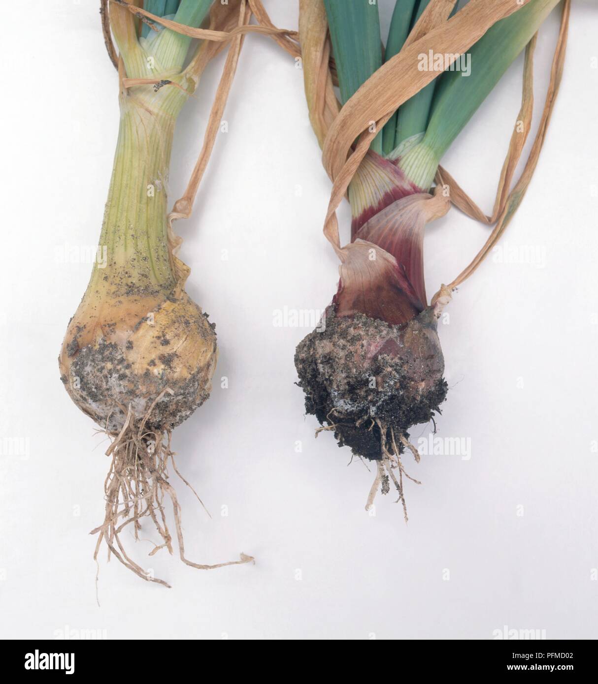 Onions affected by Sclerotium cepivorum (Onion white rot) Stock Photo