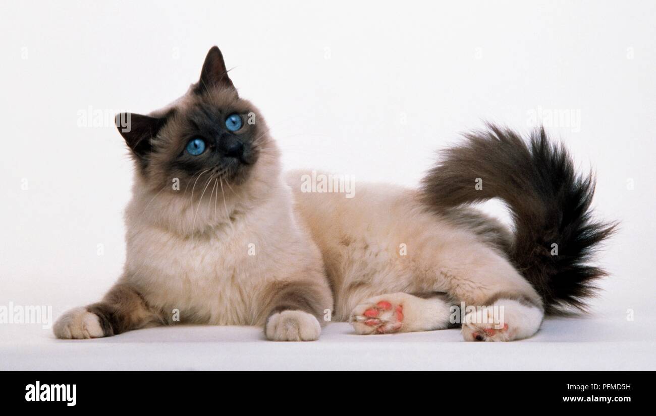 Blue-eyed Birman cat, looking up Stock Photo