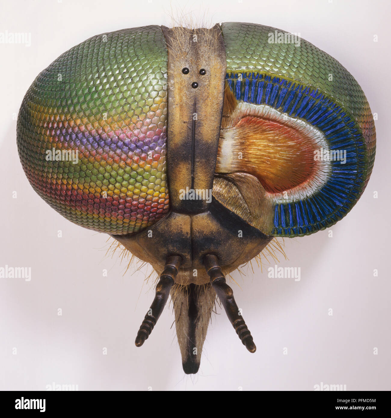 Close-up model of head of horsefly showing a cross-section of its eye. Stock Photo