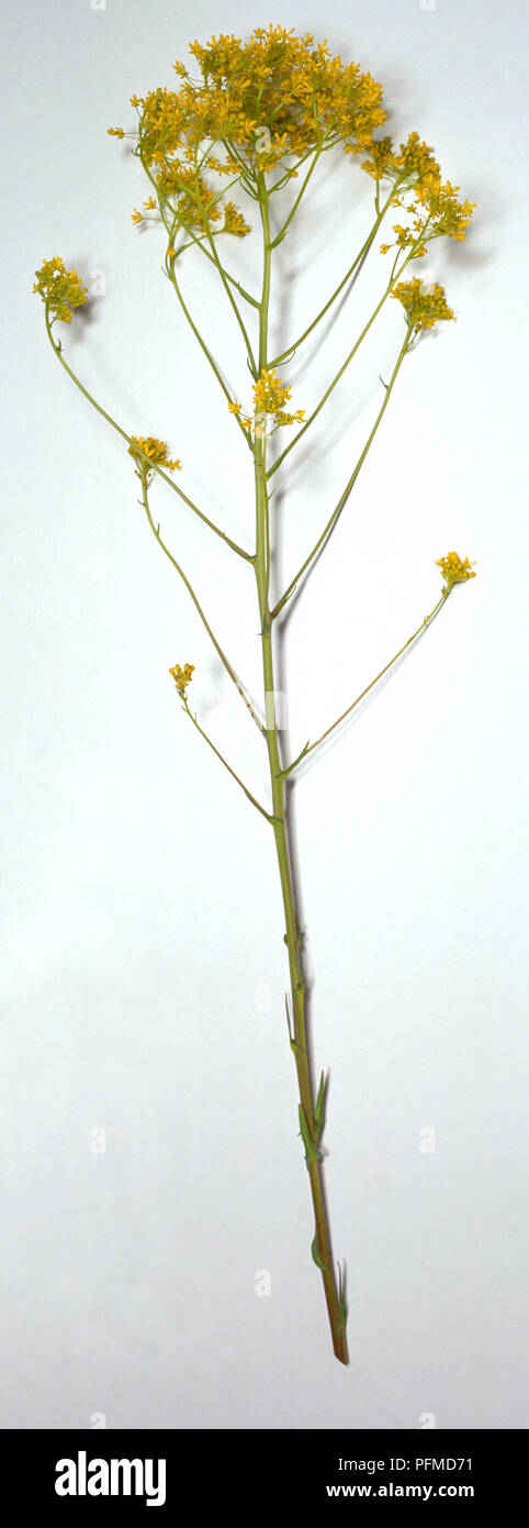 Isatis tinctoria, woad, stem with yellow cluster flowers with four petals. Stock Photo