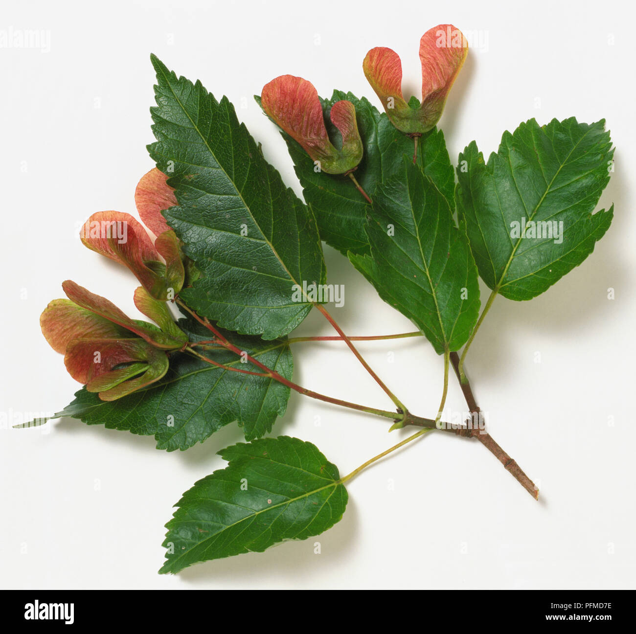 Aceraceae, Acer tataricum subsp. ginuala, Amur Maple, branch tip bearing glossy dark green toothed leaves and clusters of green and red winged fruits. Stock Photo