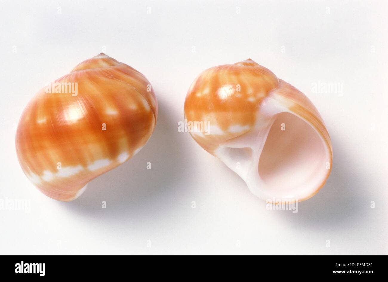 Starry moon shell (Natica stellata), shells of sea snail Stock Photo