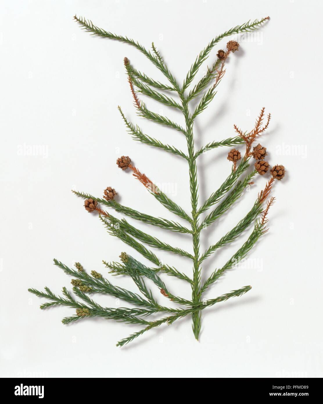 Cryptomeria japonica (Japanese cedar), branch with leaves, cones and female flower clusters Stock Photo