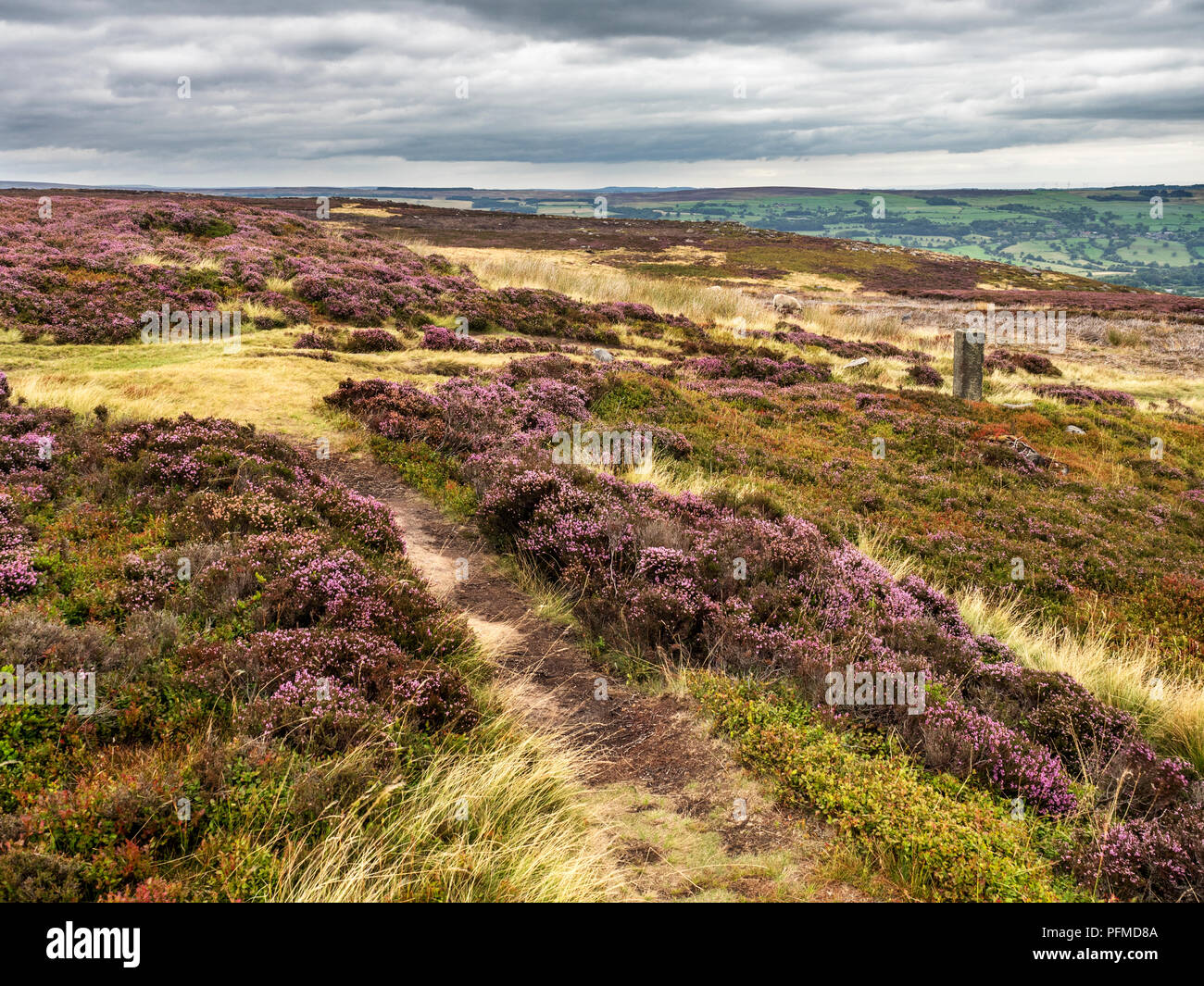Heather and stone by the path on Burley Moor at Lower Lanshaw Dam West