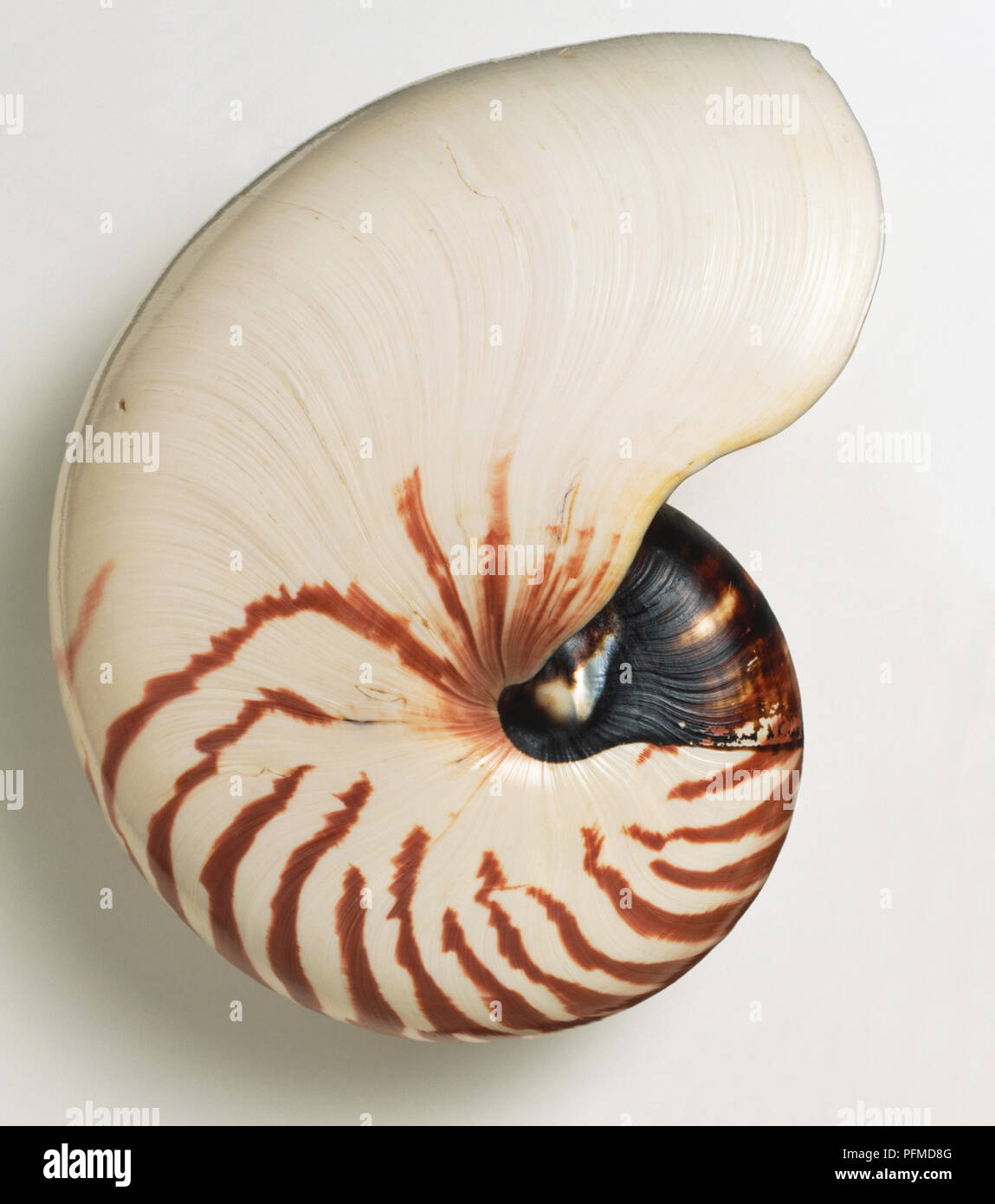 Chambered Nautilus Shell Stock Photo - Alamy