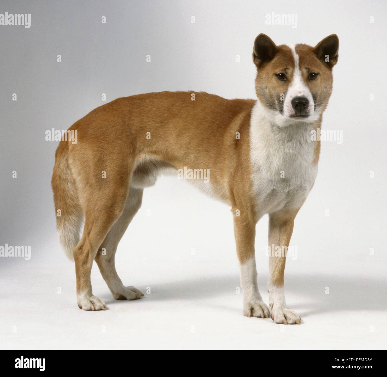 Do New Guinea Singing Dog Like To Cuddle