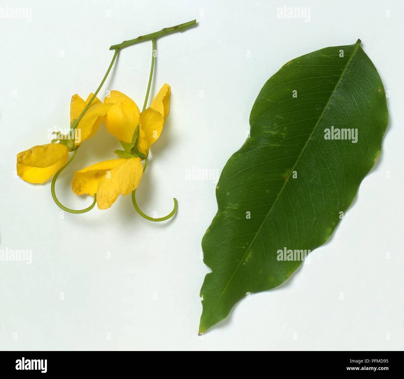 Indian laburnum (Cassia fistula), green leaf, and scented yellow flowers with embryonic seed pods Stock Photo