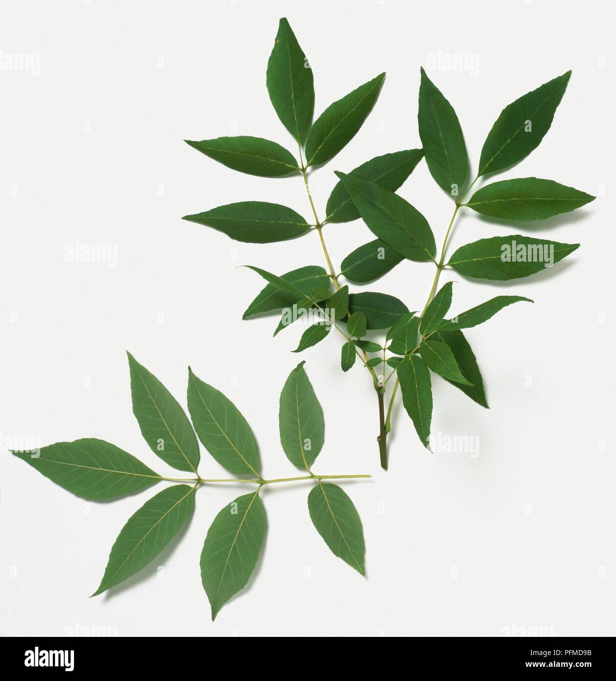 Fraxinus americana (White Ash), green leaves on stems Stock Photo