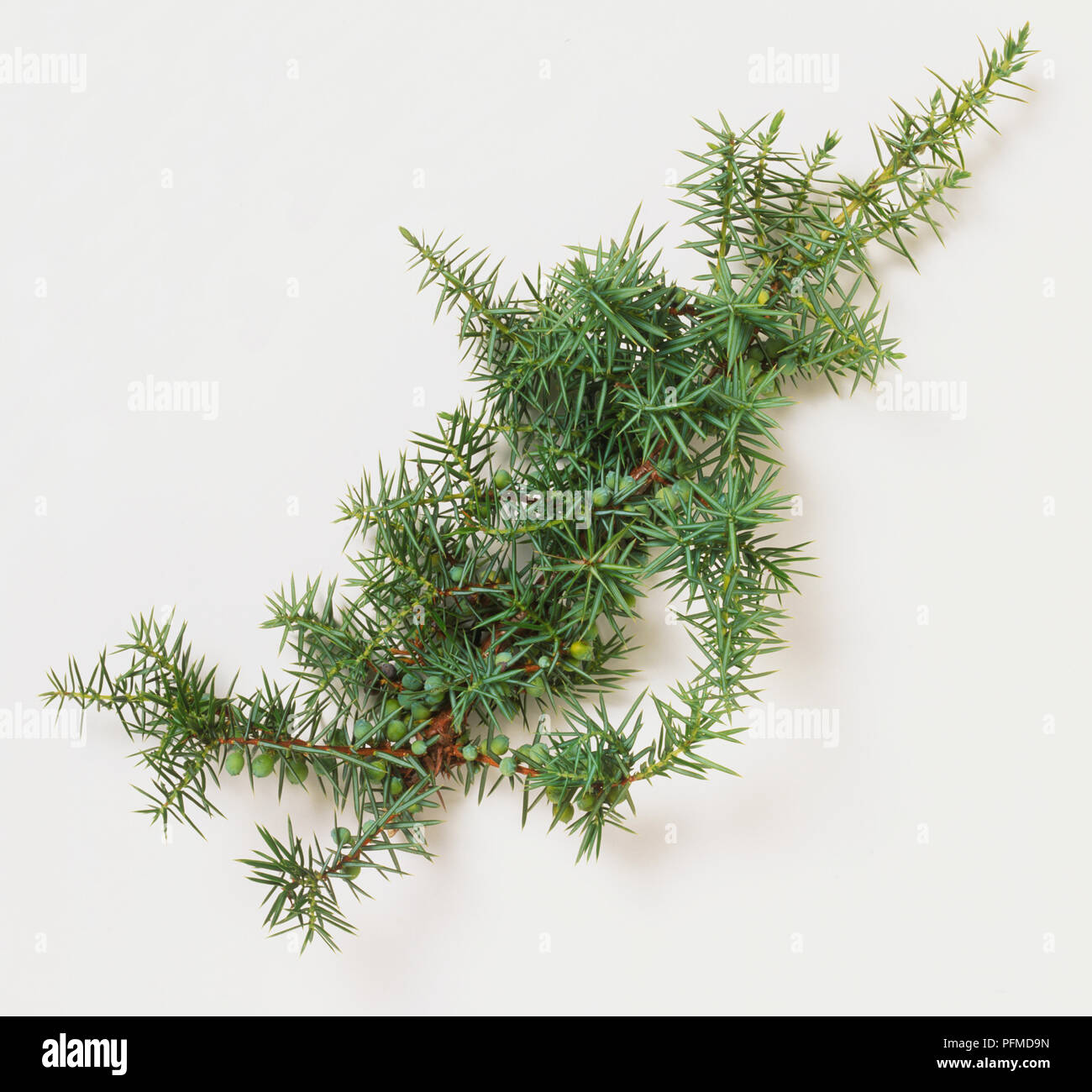 Juniperus communis, Common Juniper leaves or needles. Stock Photo