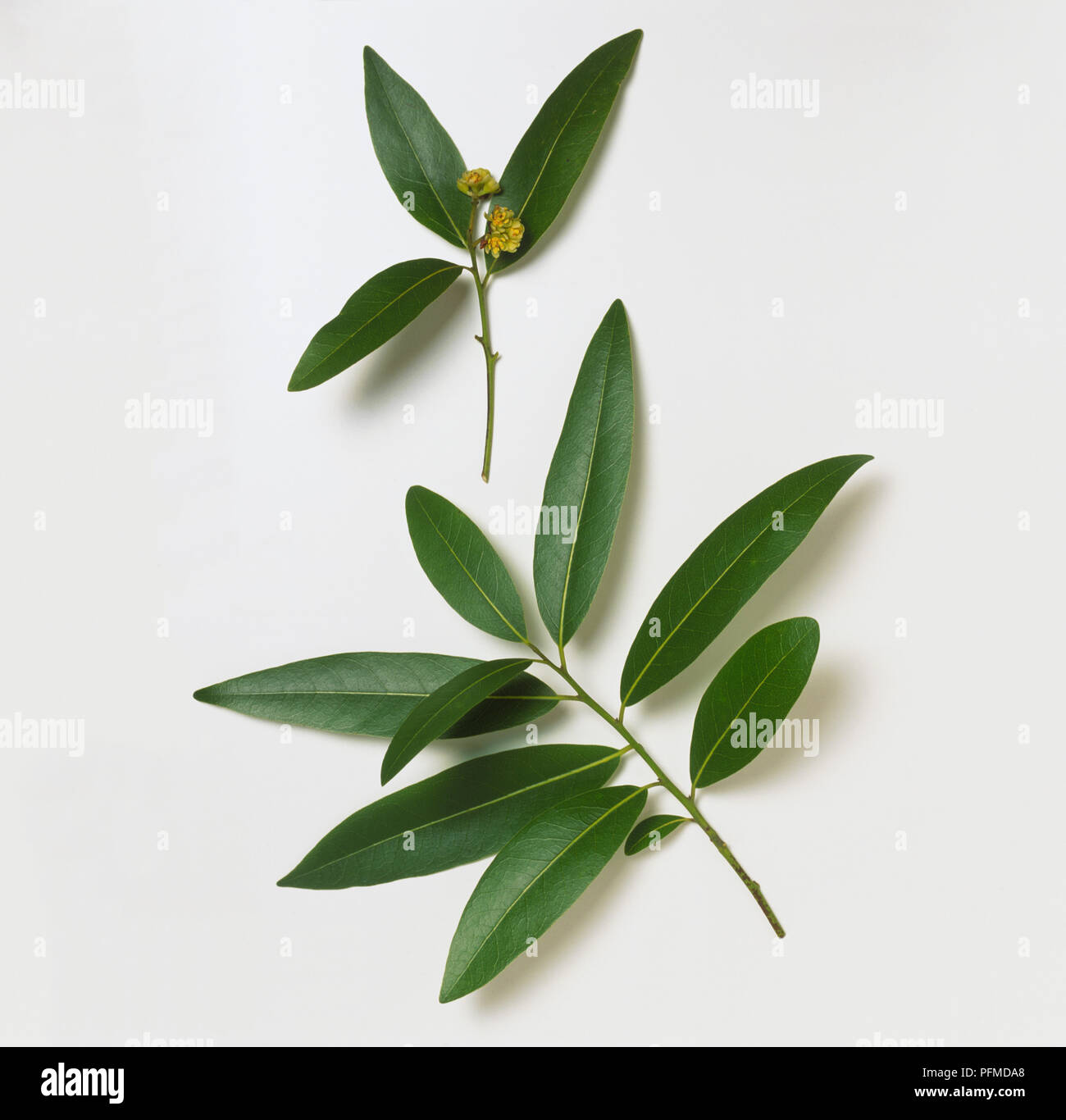Umbellularia californica, California Laurel of Headache Tree leaves and flowers. Stock Photo