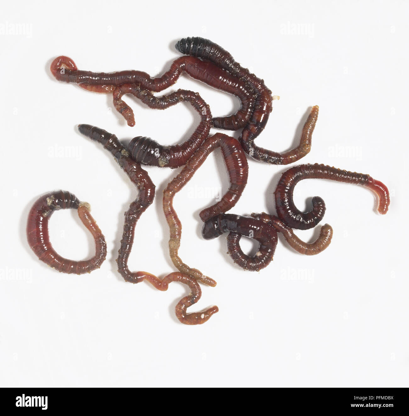 Lugworms (Arenicola marina), close up Stock Photo