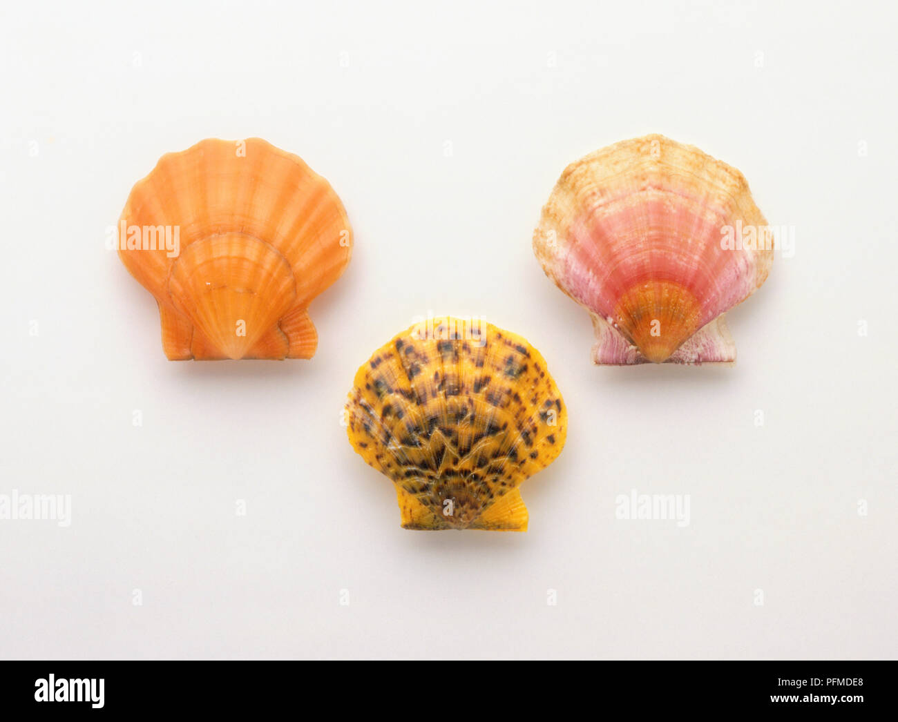 Shell Classification Chart