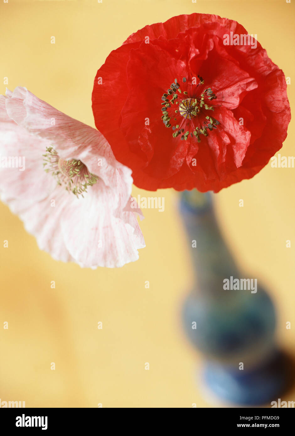 Annual Colour High Resolution Stock Photography and Images - Alamy